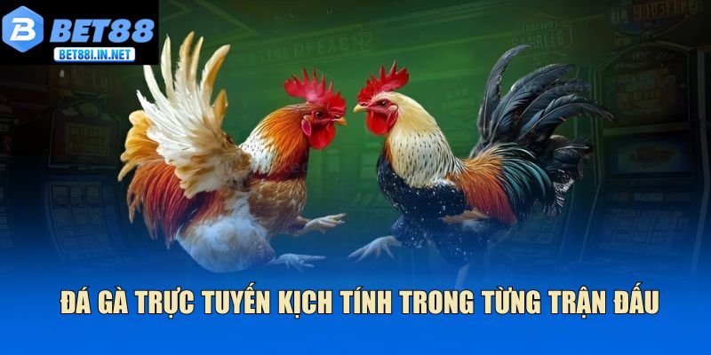 Đá gà trực tuyến kịch tính trong từng trận đấu